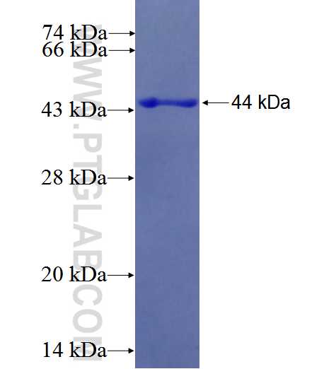 MLEC fusion protein Ag24379 SDS-PAGE