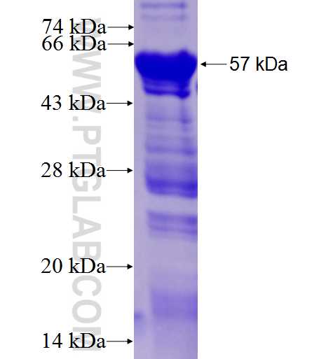 MLF1 fusion protein Ag3727 SDS-PAGE