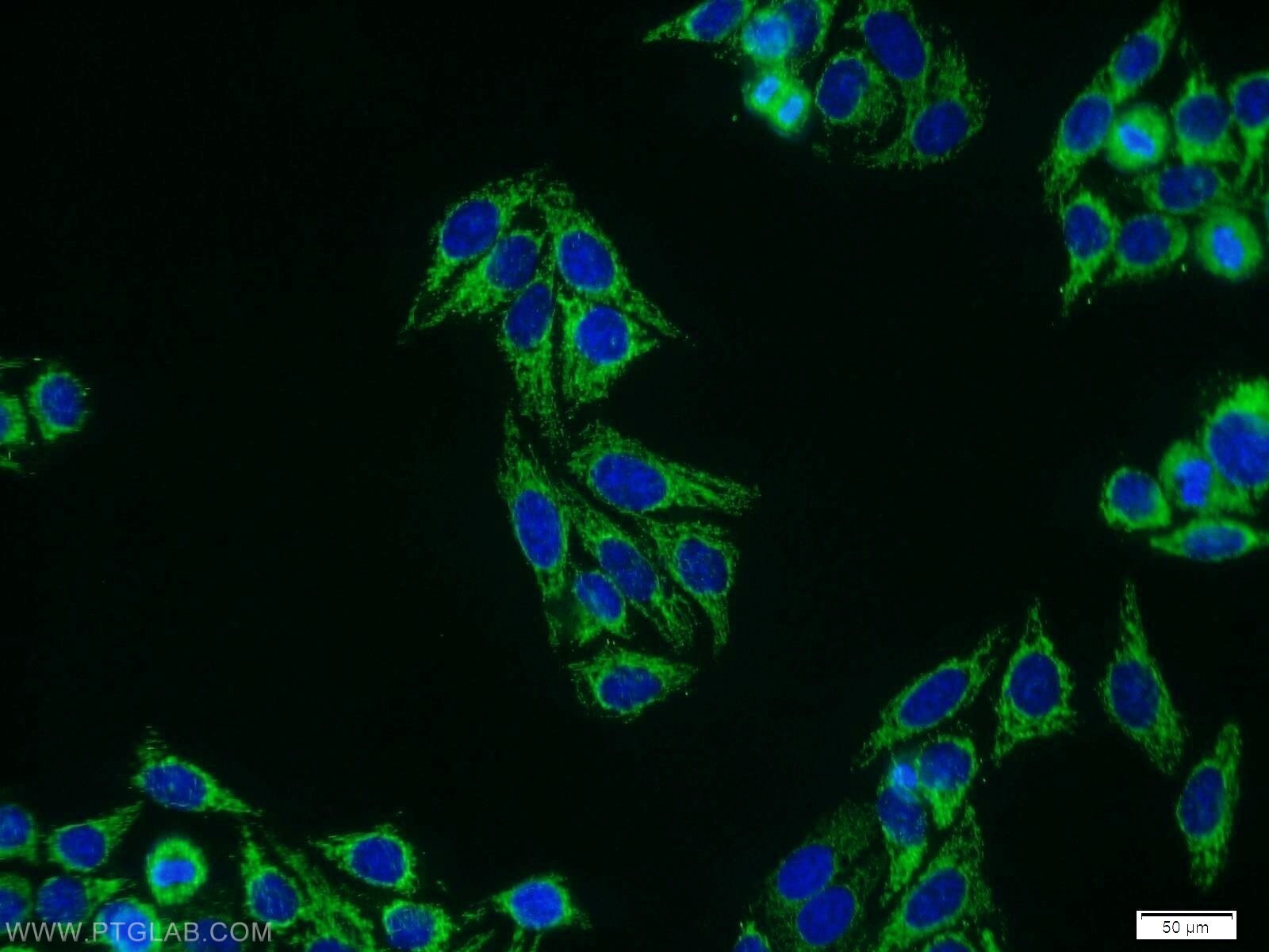 Immunofluorescence (IF) / fluorescent staining of HepG2 cells using MLF1IP Polyclonal antibody (13186-1-AP)