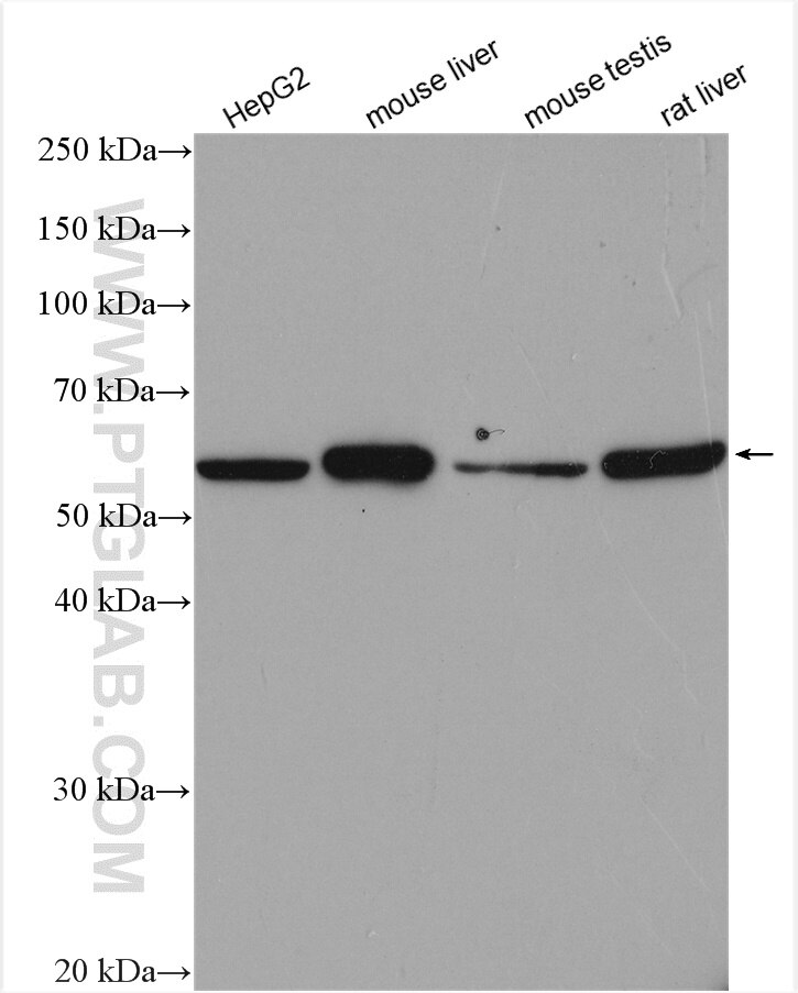 Western Blot (WB) analysis of various lysates using MLF1IP Polyclonal antibody (13186-1-AP)