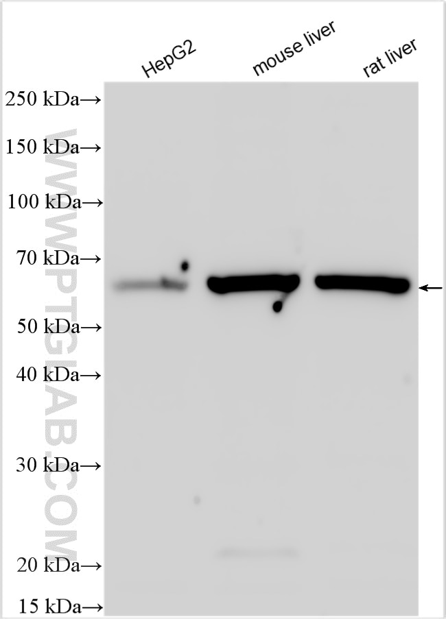 Western Blot (WB) analysis of various lysates using MLF1IP Polyclonal antibody (13186-1-AP)