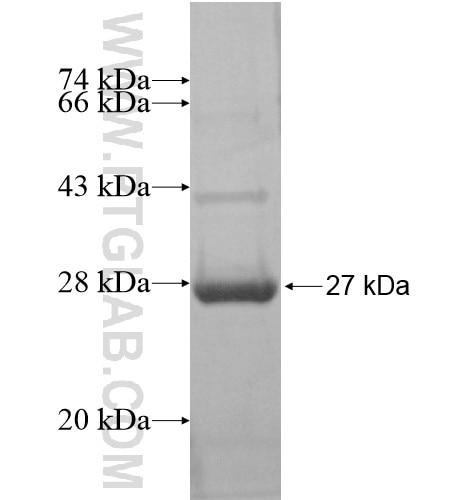 MLF1IP fusion protein Ag15271 SDS-PAGE