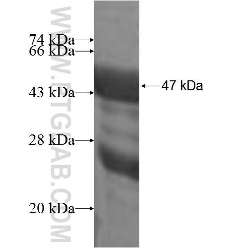 MLF1IP fusion protein Ag3858 SDS-PAGE