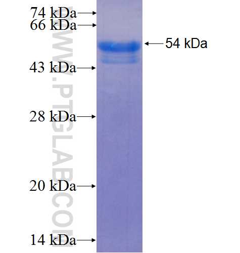 MLF2 fusion protein Ag2270 SDS-PAGE