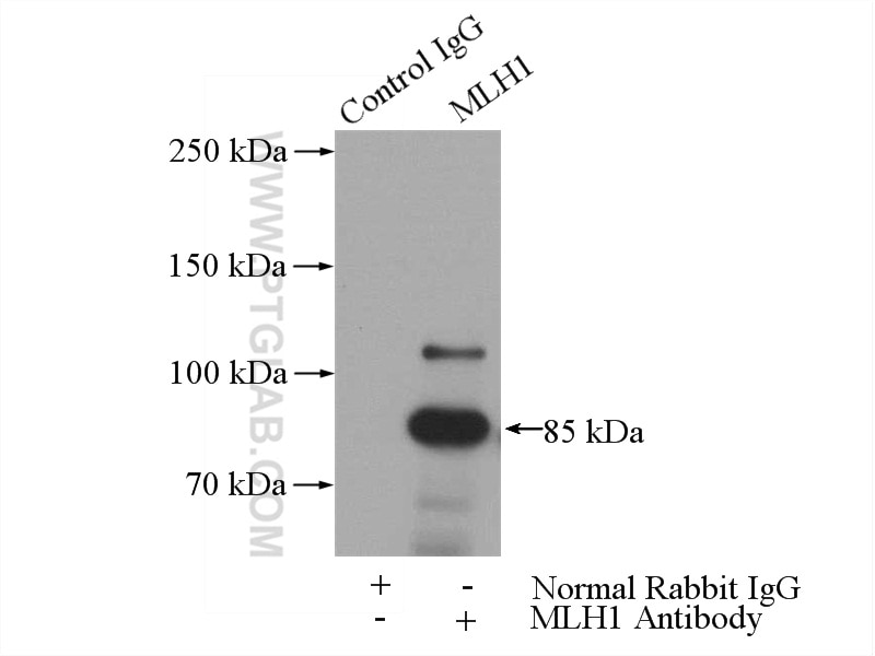 Immunoprecipitation (IP) experiment of HeLa cells using MLH1 Polyclonal antibody (11697-1-AP)