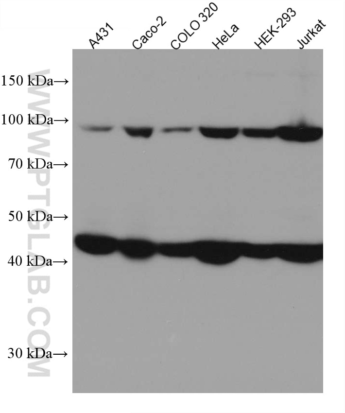 Western Blot (WB) analysis of various lysates using MLH1 Monoclonal antibody (67350-1-Ig)