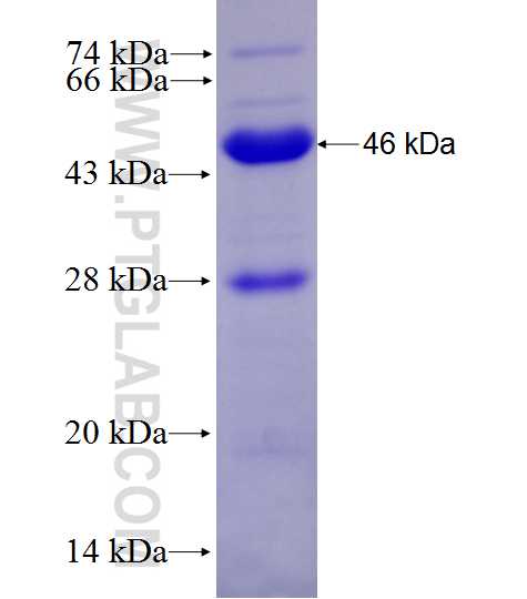 MLH1 fusion protein Ag27723 SDS-PAGE