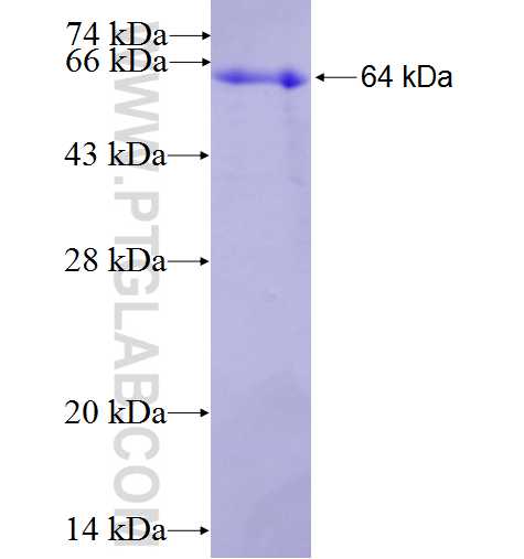 MLH1 fusion protein Ag2319 SDS-PAGE