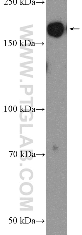 Western Blot (WB) analysis of HepG2 cells using MLH3 Polyclonal antibody (25298-1-AP)