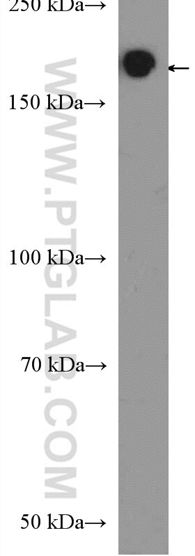 Western Blot (WB) analysis of HepG2 cells using MLH3 Polyclonal antibody (25298-1-AP)