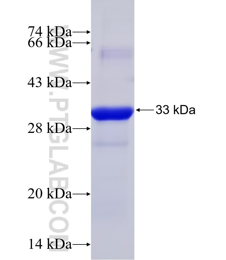 MLH3 fusion protein Ag18511 SDS-PAGE