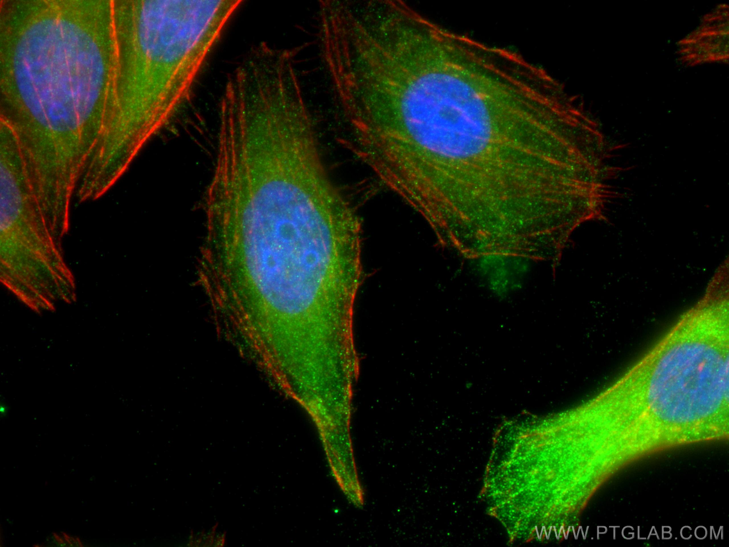Immunofluorescence (IF) / fluorescent staining of HepG2 cells using MLKL Polyclonal antibody (21066-1-AP)