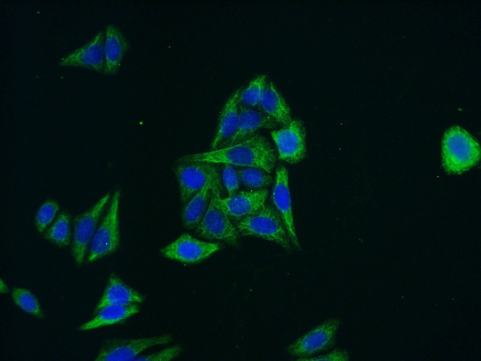 Immunofluorescence (IF) / fluorescent staining of HepG2 cells using MLKL Polyclonal antibody (21066-1-AP)