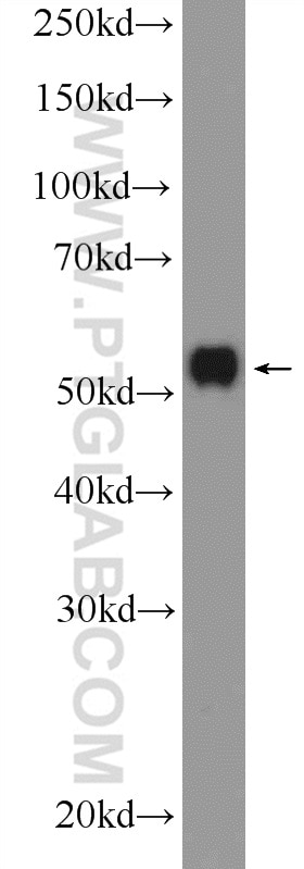 Western Blot (WB) analysis of HepG2 cells using MLKL Polyclonal antibody (21066-1-AP)