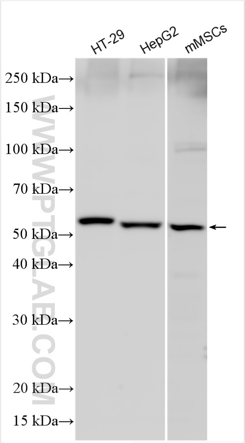 Western Blot (WB) analysis of various lysates using MLKL Polyclonal antibody (21066-1-AP)
