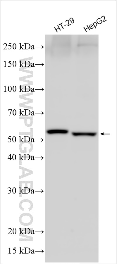 Western Blot (WB) analysis of various lysates using MLKL Polyclonal antibody (21066-1-AP)