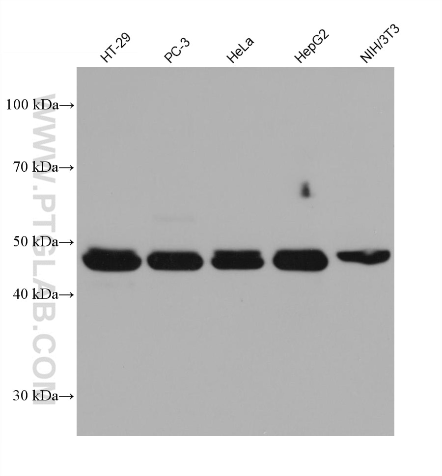 Western Blot (WB) analysis of various lysates using MLKL Monoclonal antibody (66675-1-Ig)