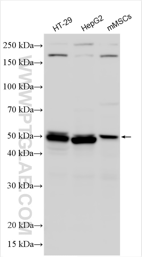 Western Blot (WB) analysis of various lysates using MLKL Monoclonal antibody (66675-1-Ig)