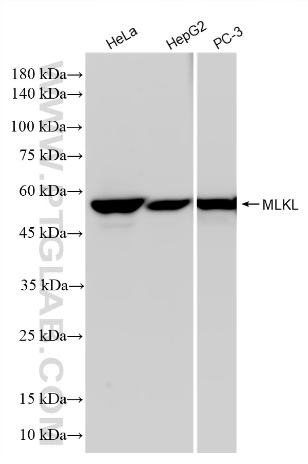 WB analysis using 87741-1-RR (same clone as 87741-1-PBS) Western Blot (WB) analysis of various lysates using MLKL Recombinant monoclonal antibody (87741-1-RR)