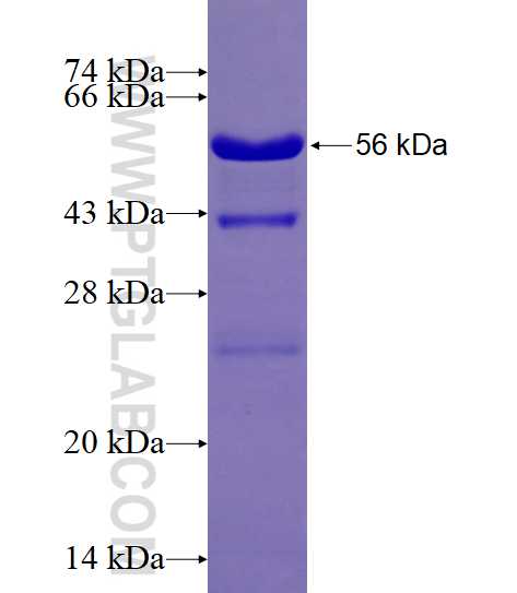 MLKL fusion protein Ag15188 SDS-PAGE