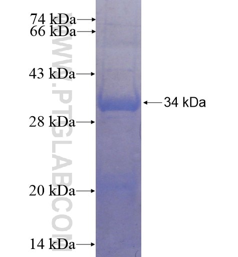 MLKL fusion protein Ag15626 SDS-PAGE