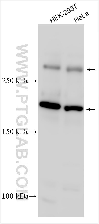 MLL4