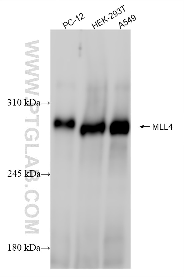 Western Blot (WB) analysis of various lysates using MLL4 Recombinant antibody (84410-1-RR)
