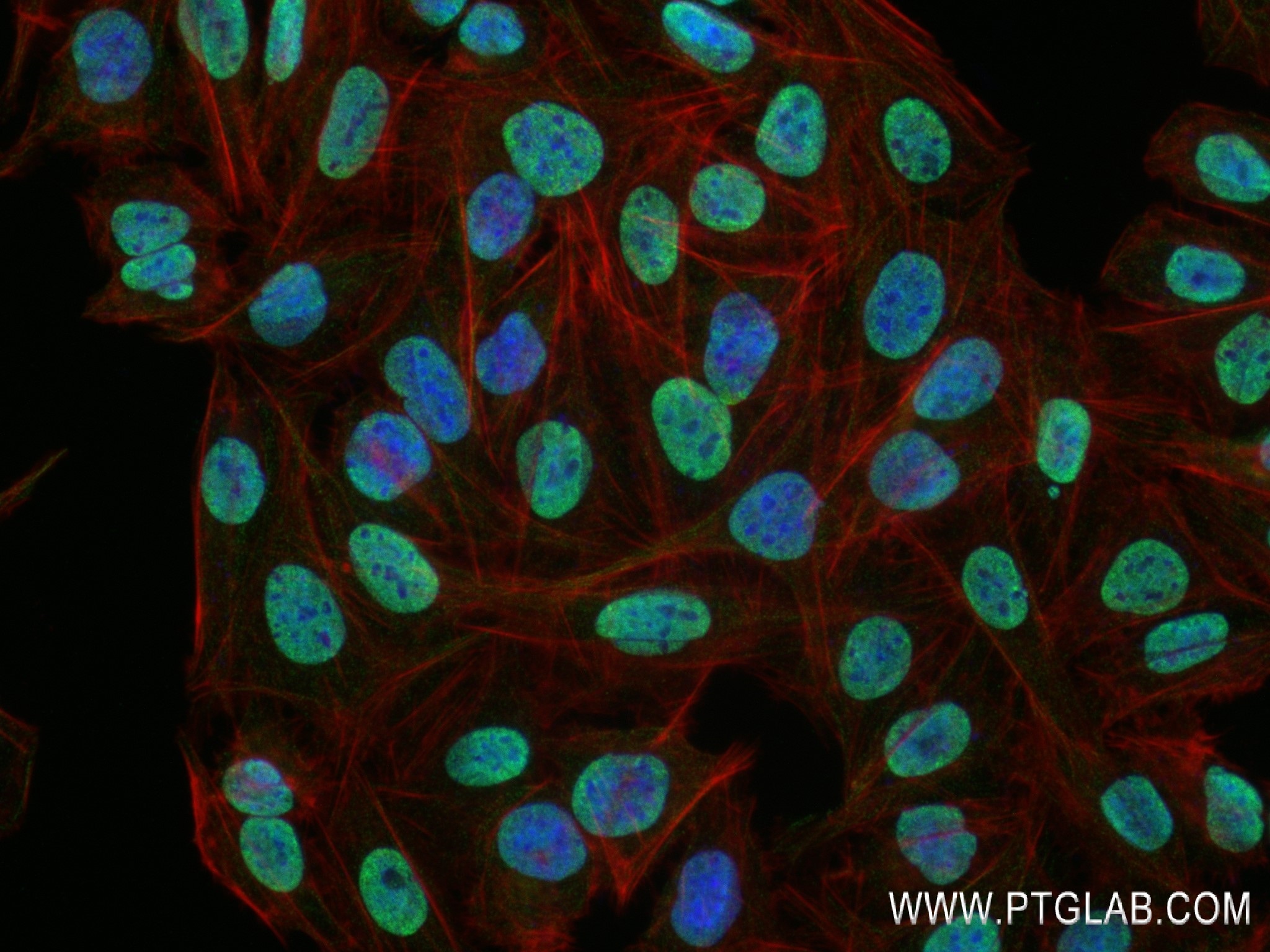 Immunofluorescence (IF) / fluorescent staining of U2OS cells using MLL4 Recombinant antibody (84410-3-RR)