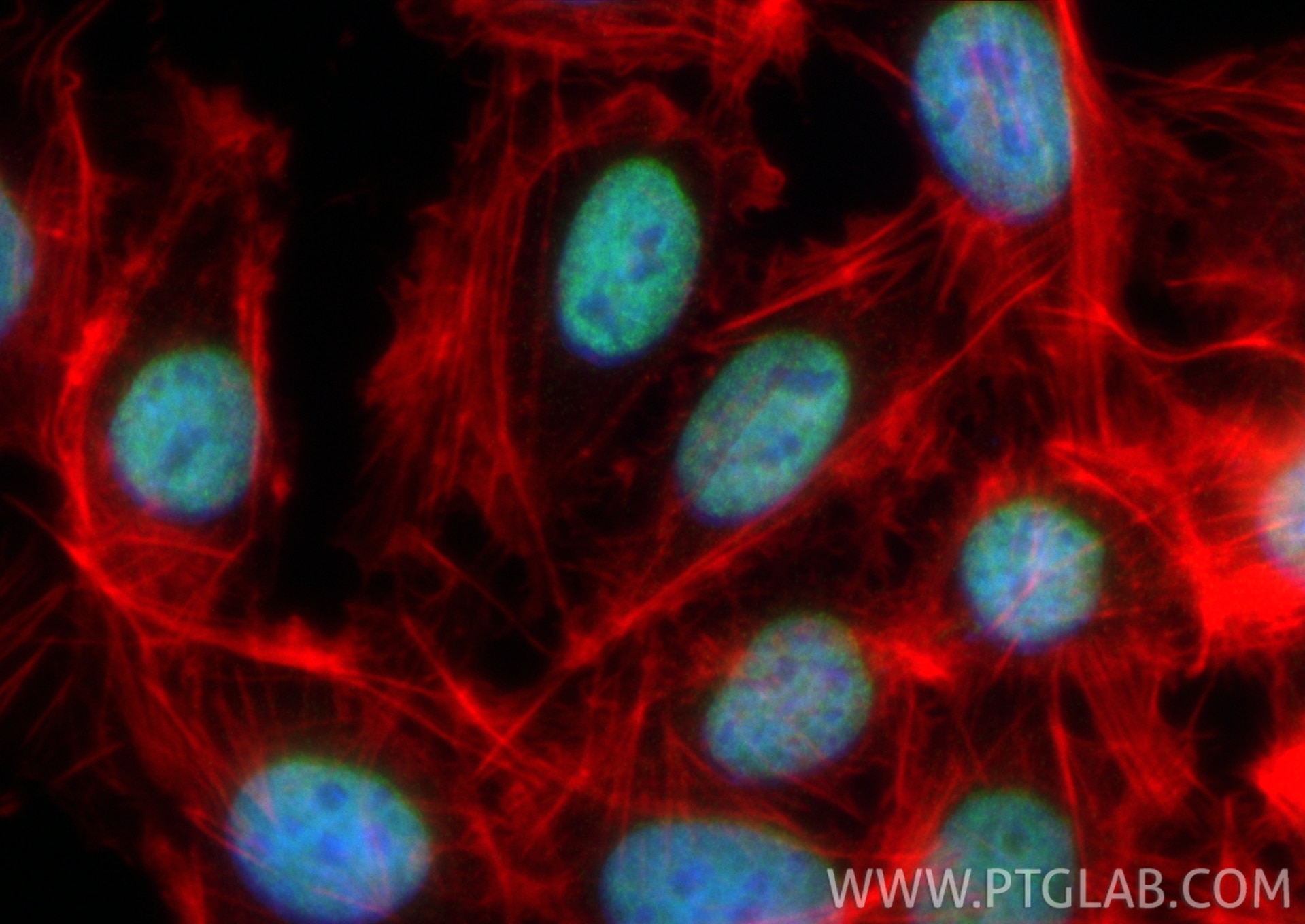 Immunofluorescence (IF) / fluorescent staining of U2OS cells using MLL4 Recombinant antibody (84410-3-RR)