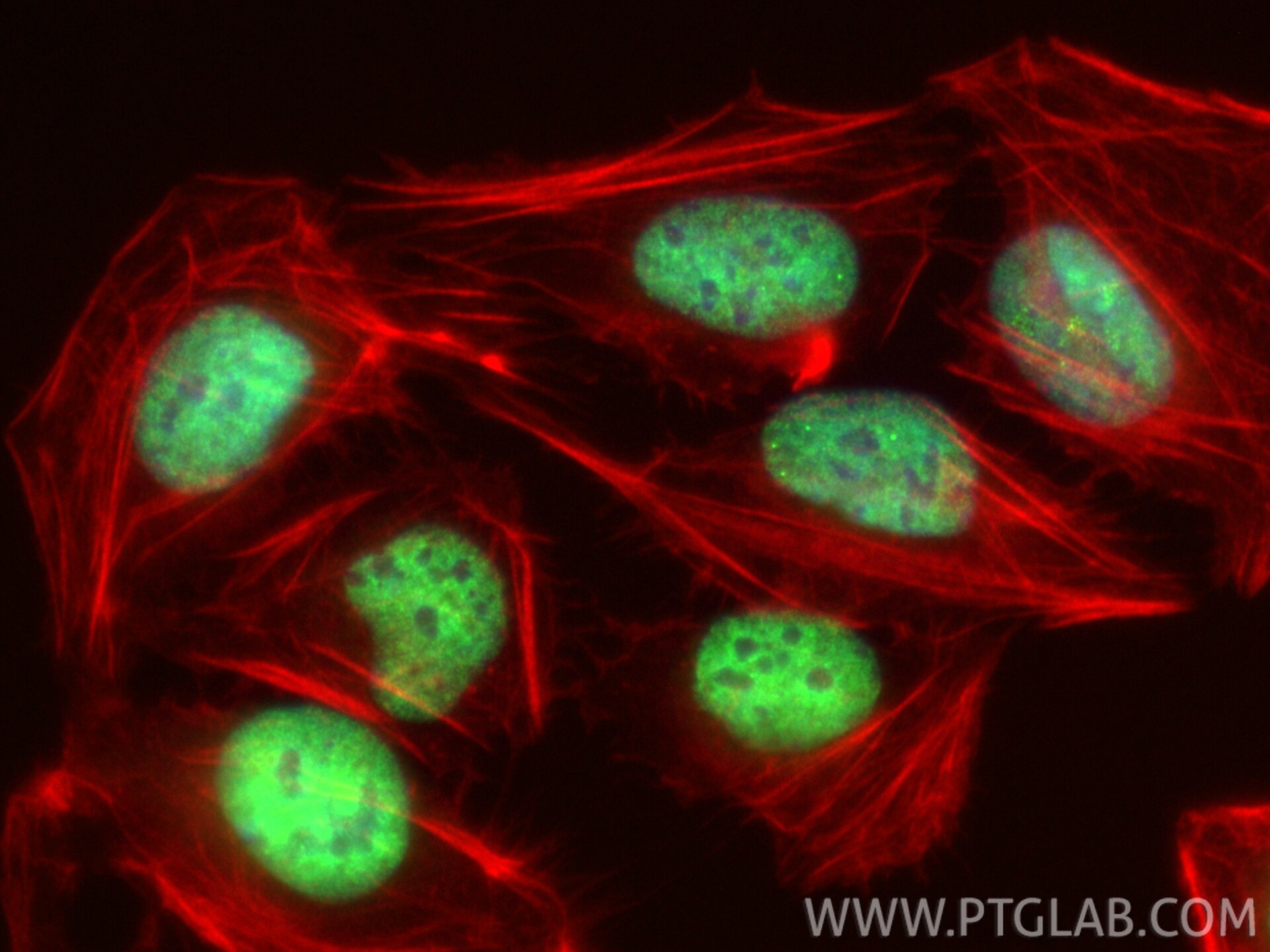 Immunofluorescence (IF) / fluorescent staining of U2OS cells using CoraLite® Plus 488-conjugated MLL4 Recombinant ant (CL488-84410-3)