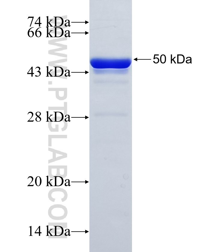 MLL4 fusion protein Ag35385 SDS-PAGE