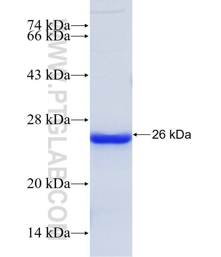 MLL4 fusion protein Ag35476 SDS-PAGE