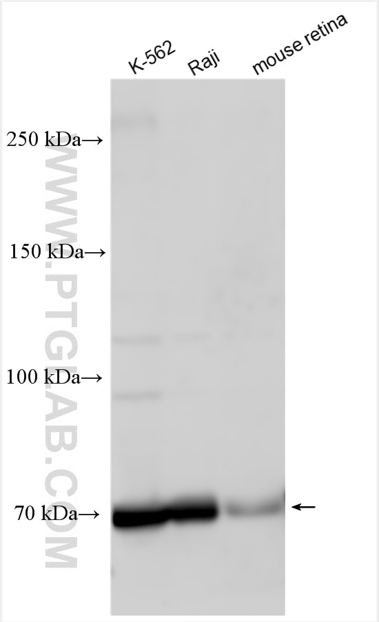 Western Blot (WB) analysis of various lysates using MLL5 Polyclonal antibody (14540-1-AP)