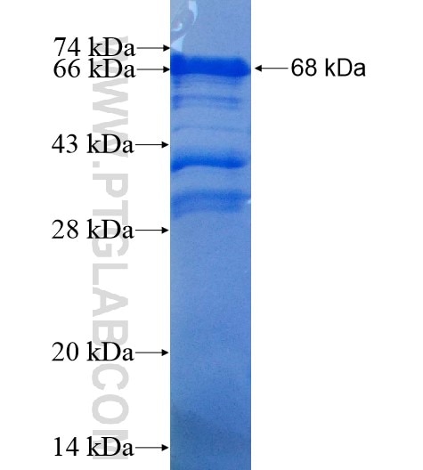 MLL5 fusion protein Ag6044 SDS-PAGE