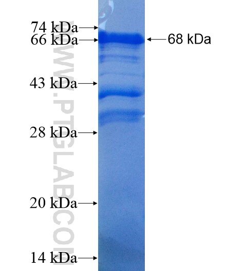 MLL5 fusion protein Ag6044 SDS-PAGE