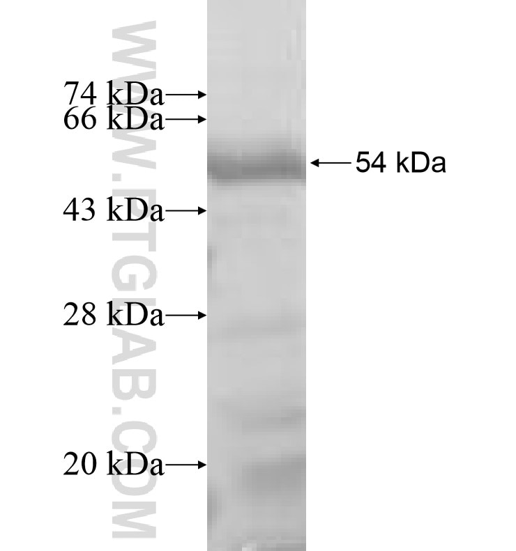MLL5 fusion protein Ag6796 SDS-PAGE