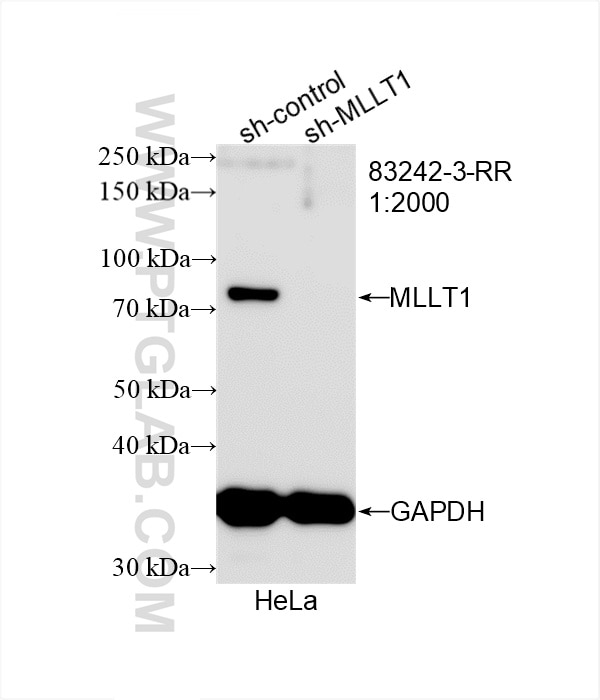 Western Blot (WB) analysis of HeLa cells using MLLT1 Recombinant antibody (83242-3-RR)