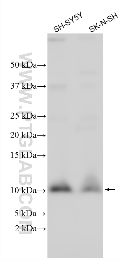 Western Blot (WB) analysis of various lysates using MLLT11 Polyclonal antibody (12062-1-AP)