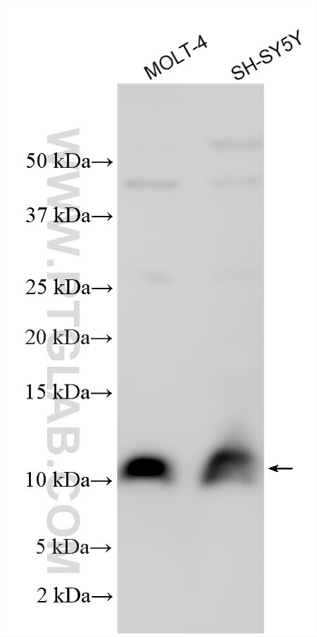 Western Blot (WB) analysis of various lysates using MLLT11 Polyclonal antibody (12062-1-AP)