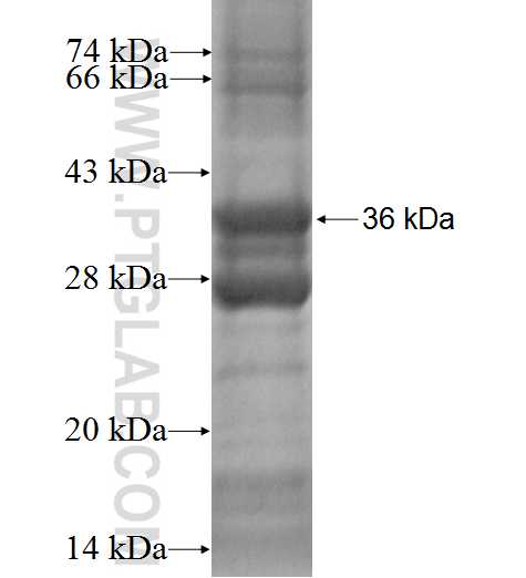MLLT11 fusion protein Ag2699 SDS-PAGE