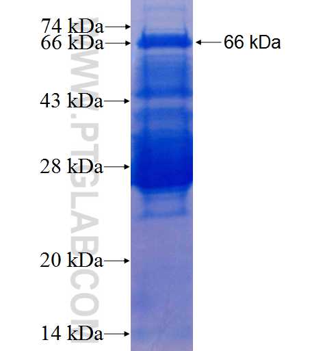 MLLT3 fusion protein Ag3528 SDS-PAGE