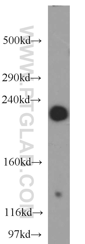Western Blot (WB) analysis of mouse kidney tissue using AF-6 Polyclonal antibody (55102-1-AP)