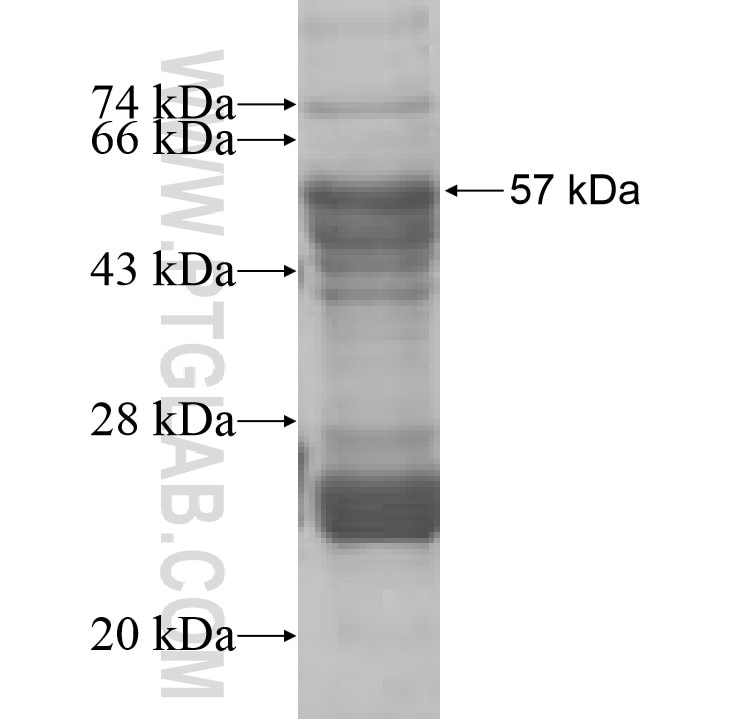 MLLT6 fusion protein Ag8406 SDS-PAGE