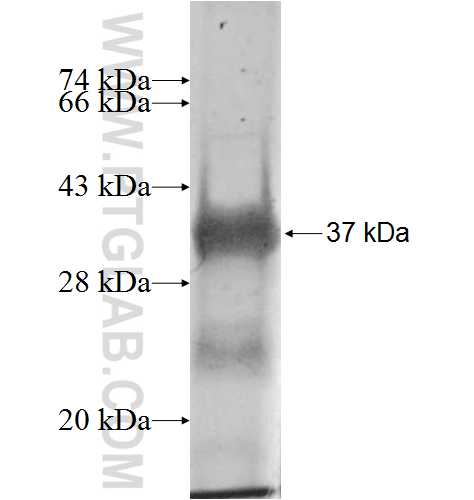 MLLT6 fusion protein Ag8412 SDS-PAGE
