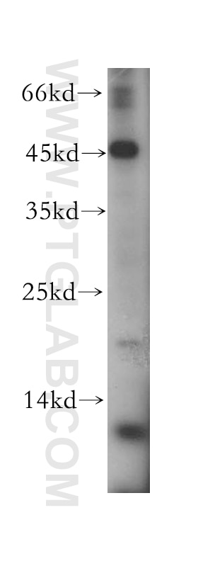 Western Blot (WB) analysis of COLO 320 cells using MLN Polyclonal antibody (18824-1-AP)