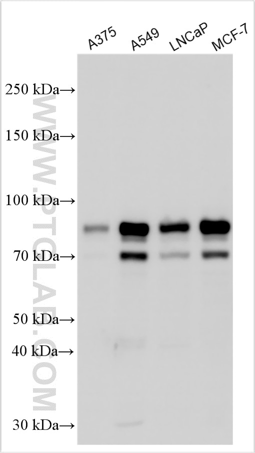Western Blot (WB) analysis of various lysates using MLPH Polyclonal antibody (10338-1-AP)