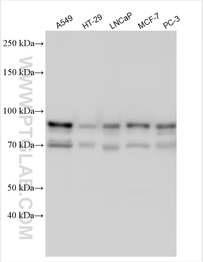 Western Blot (WB) analysis of various lysates using MLPH Polyclonal antibody (30618-1-AP)