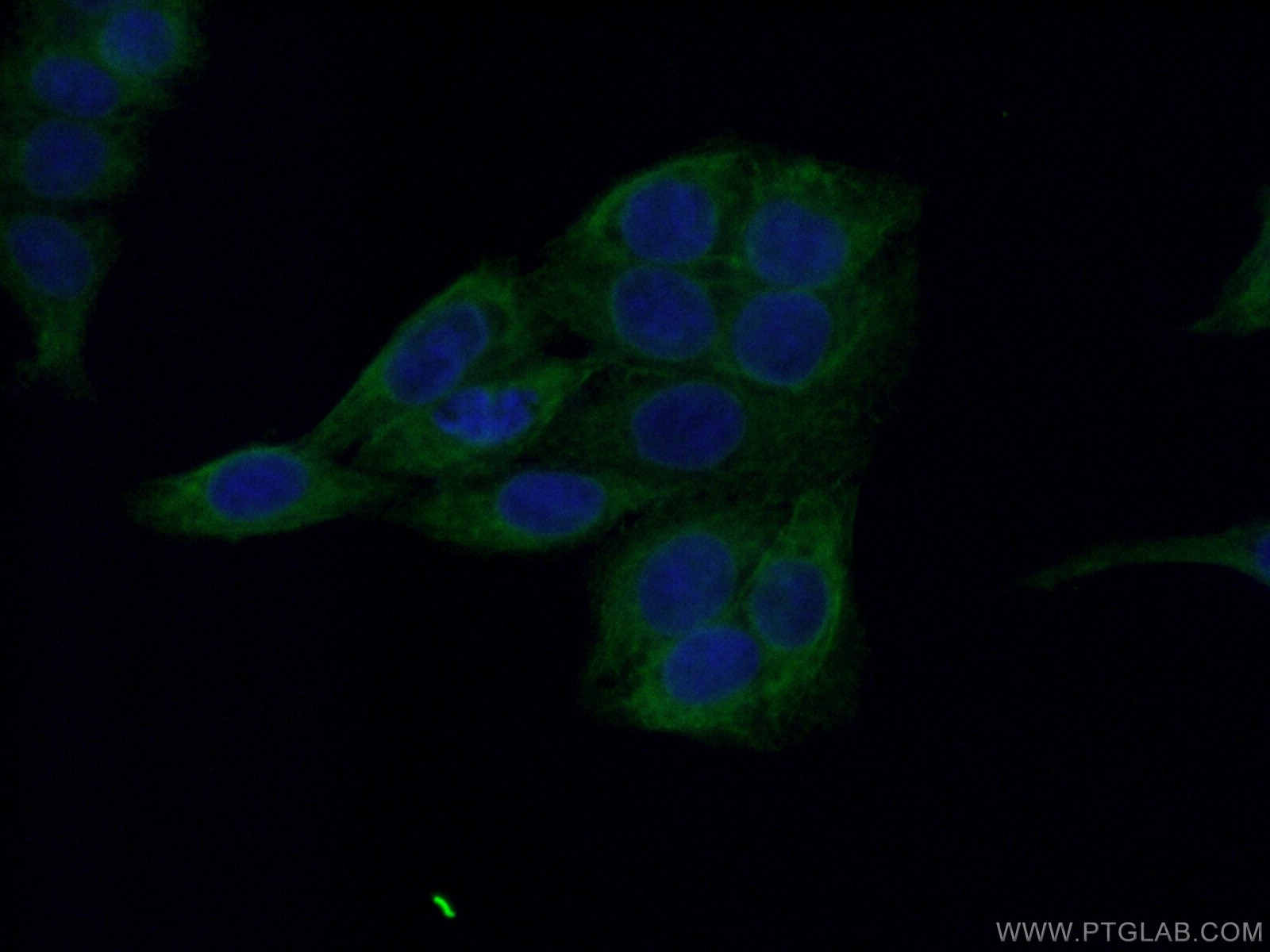 Immunofluorescence (IF) / fluorescent staining of HepG2 cells using Melanophilin Monoclonal antibody (66092-1-Ig)