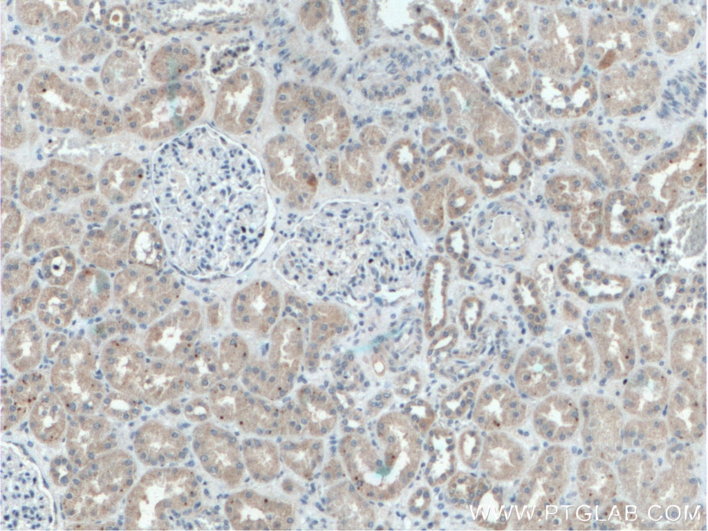 Immunohistochemistry (IHC) staining of human kidney tissue using Melanophilin Monoclonal antibody (66092-1-Ig)