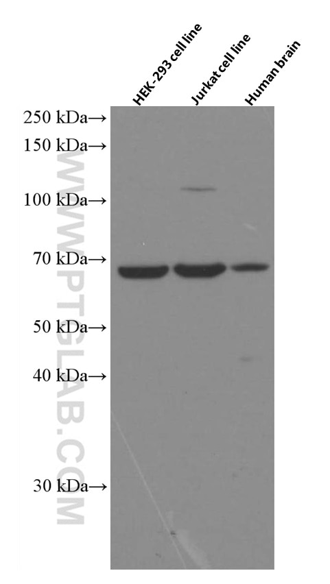 Western Blot (WB) analysis of various lysates using Melanophilin Monoclonal antibody (66092-1-Ig)